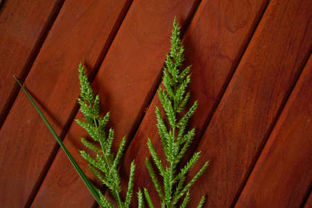 green flower wild grass on wooden background. rustic concept for text advertising copy space