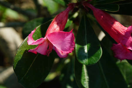 Close up pink tropical adenium flower. Summer concept. Fresh green Nature backgroundの写真素材
