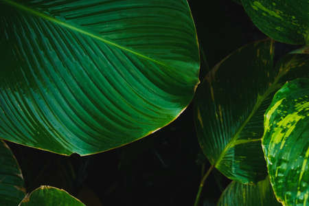 Tropical green banana taro leaf. fresh summer background concept