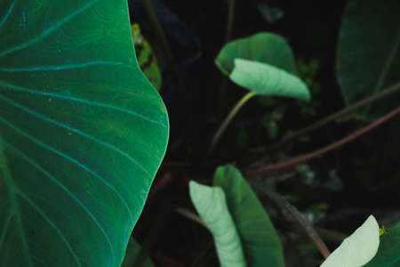 Tropical green banana taro leaf. fresh summer background conceptの写真素材