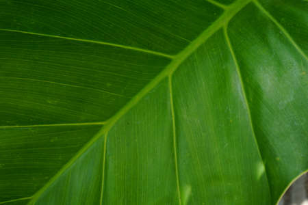 green Taro leaves close up. tropical summer plantの写真素材