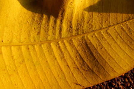 autumn yellow leaves close up. autumnal season concepts background