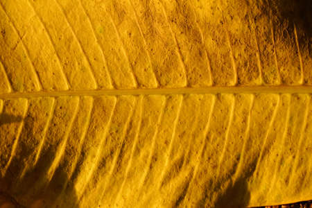 autumn yellow leaves close up. autumnal season concepts background