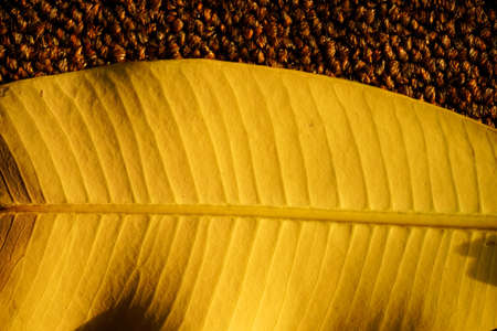 autumn yellow leaves close up. autumnal season concepts background