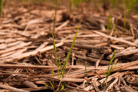 Dry and cracked soil after harvesting. Climate change concept, nature backgroundの写真素材