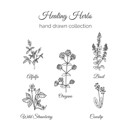Culinary Herb Royalty Free Stock Illustrations And Vectors Stocklib