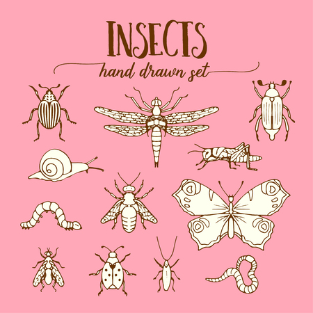 Insects vintage set of hand drawn doodle sketchのイラスト素材