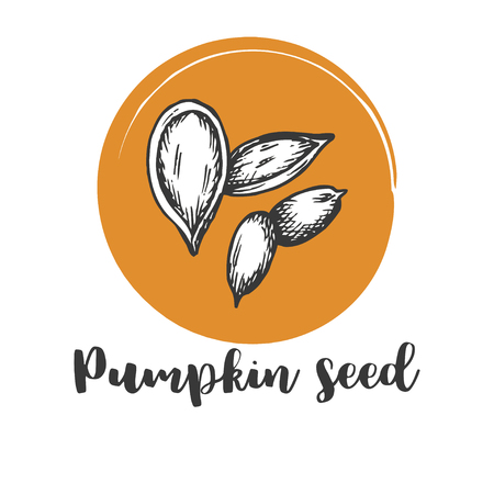 Pumpkin seed Vintage hand drawing of seeds Vector illustration Retro designのイラスト素材