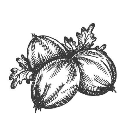 Gooseberry hand drawn vector. Sketch of fruit Vector illustration. Alma Berry in vintage style Design for menu, farm market posterのイラスト素材