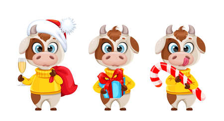 Funny bull, set of three poses. Cute bull cartoon character in sweater, the symbol of Chinese New Year 2021. Vector illustration on white backgroundのイラスト素材