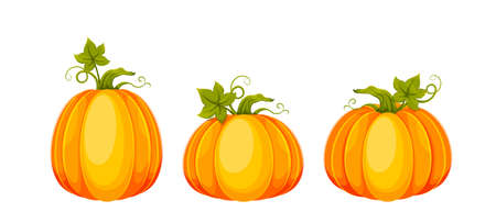 Cartoon pumpkins. Set of three big fresh pumpkins. Usable for Thanksgiving day, Halloween etc. Stock vector illustration isolated on white background.のイラスト素材