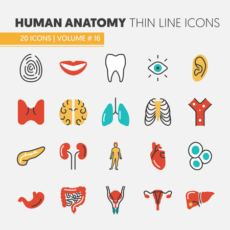 Anatomy Thin Line Vector Icons Set with Human and Internal Organsのイラスト素材