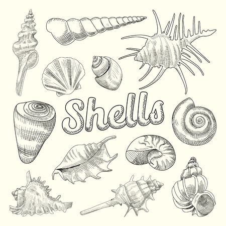 Seashells Hand Drawn Aquatic Doodle. Marine Sea Shell Isolated Elements. Vector illustrationのイラスト素材