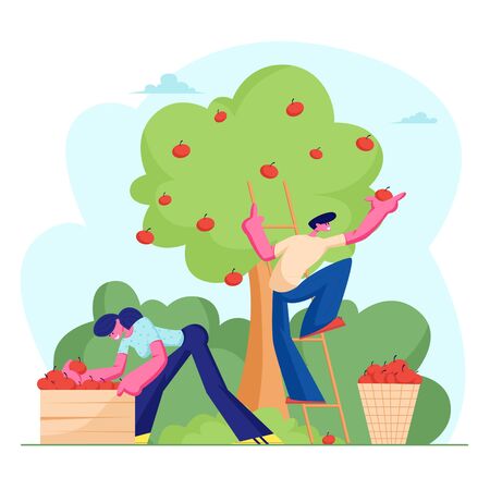 Man and Woman Farmers Pick Apple Harvest to Basket and Box. Characters Harvesting Ripe Fruits from Green Organic Tree in Country Garden, Ecological Healthy Nutrition. Cartoon Flat Vector Illustrationのイラスト素材