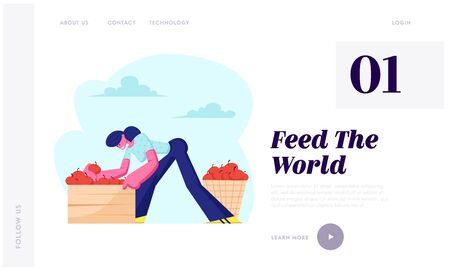 Woman Farmer Pick Apple Harvest to Basket and Box in Orchard. Gardener Character Harvesting Fruits in Garden, Farm Production, Website Landing Page, Web Page. Cartoon Flat Vector Illustration, Bannerのイラスト素材
