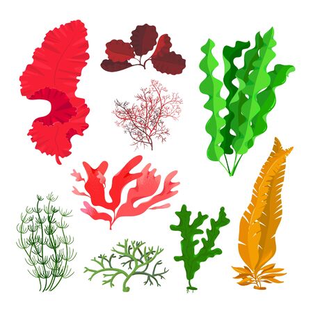 Seaweeds and Coral Reef Underwater Collection. Aquarium, Ocean and Marine Algae Water Plants Isolated on White. Red, Green Sea Weeds and Wracks, Laminaria, Kelp. Cartoon Vector Illustration, Setのイラスト素材
