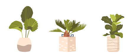 Potted Palm Tree, Banana Exotic Plants in Flowerpots. Domestic Tropical Decorative Palms in Pots Graphic Design Elementsのイラスト素材