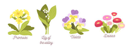Set Spring Flowers, Bloom Garden or Forest Blossoms Primrose, Lilly of the Valley, Violets and Daisies, Natural Plants with Leaves and Petals Isolated on White Background. Cartoon Vector Illustrationのイラスト素材