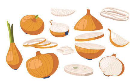 Set Onion Vegetable, Natural Garden Plant, Veggies Culture. Healthy Farm Production Organic Ripe Bulb With Brown Huskのイラスト素材
