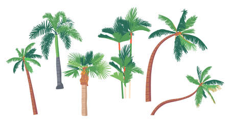 Set of Different Palm Trees, Banana, Coconut Tropical Plants with Straight and Bent Trunks. Graphic Design Elementsのイラスト素材
