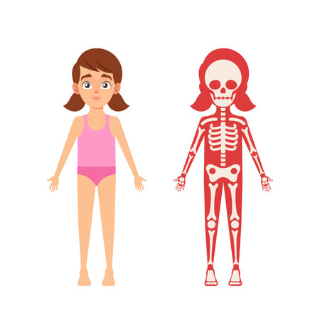 Children Anatomy Concept. Cute Girl Skeleton, Human Body Systems Educational Kids Anatomy Infographics Chartのイラスト素材