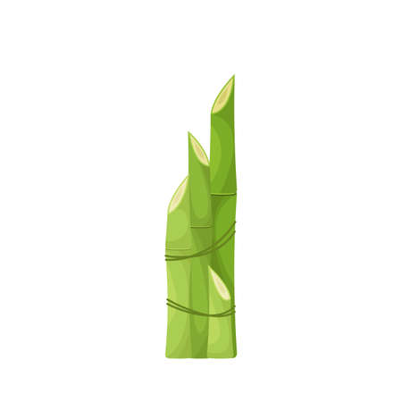 Sugar Cane Green Stems Isolated on White Background. Natural Plant for Sugar Production, Graphic Design Elementのイラスト素材