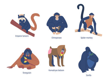 Set Of Monkeys, Golden Shub-nosed, Proboscis And Emperor Tamarin, Chimpanzee. Spider, Hamadryas Baboon And Marmosetのイラスト素材