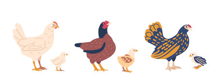 Chicken With Chicks Isolated On White Background. Concept For Poultry Farm, Livestock, Farming Themesのイラスト素材