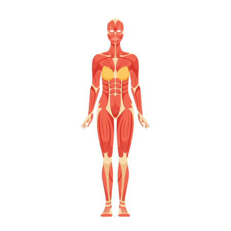 Muscular System Of Adult Woman Vital For Physical Activities, Posture And Overall Body Function. Composed Of Musclesのイラスト素材