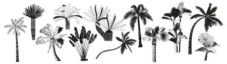 Set Of Black and White Palm Trees, Isolated Icons Providing Tropical Ambiance With Their Graceful Fronds And Trunksのイラスト素材