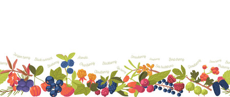 Seamless Pattern with Berries. Juniper, Black Currant, Blueberry and Acerola. Cranberry, Cloudberry, Blackberry or Godjiのイラスト素材