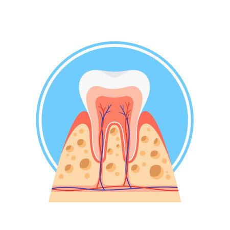 Cross-sectional View Of A Healthy Tooth, Revealing Enamel, Dentin And Pulp. Vector Illustrative Anatomy Dental Structureのイラスト素材