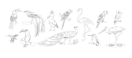 Tropical Birds Isolated Outline Monochrome Icons Vector Set. Rainforests Macaw, Toucan, And Parrot. Peacock, Flamingoのイラスト素材