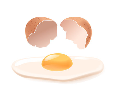 Freshly Cracked Egg, Featuring Eggshell Split In Two And A Perfectly Intact Egg Yolk Centered On A Pristine White Plateのイラスト素材