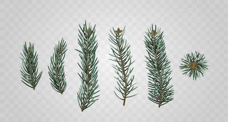 Realistic Fir Branch Set Ideal For Seasonal Design Projects And Holiday Decorations, Providing Natural And Festive Touchのイラスト素材
