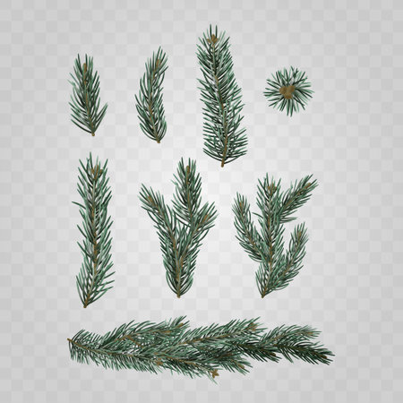 Various Fir Branches Isolated On Transparent Background. Realistic 3d Vector Illustration Ideal For Holiday Designsのイラスト素材