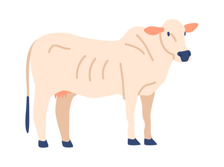 Charolais cow breed vector illustrationのイラスト素材