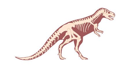 Tyrannosaurus dino skeleton vector illustrationのイラスト素材
