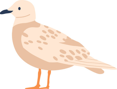 Sanderling arctic bird vector illustrationのイラスト素材