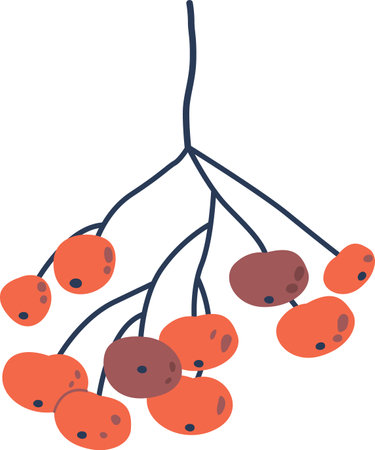 Viburnum berries autumn plant vector illustrationのイラスト素材