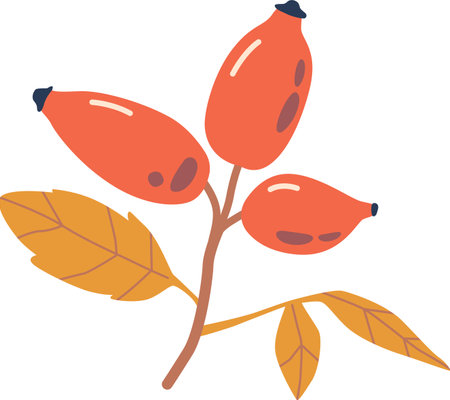 Rose hip autumn plant vector illustrationのイラスト素材