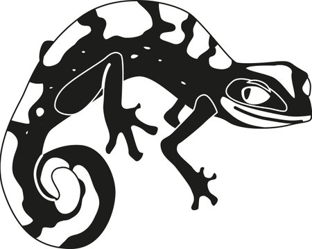 Exotic salamander black-and-white vector illustrationのイラスト素材