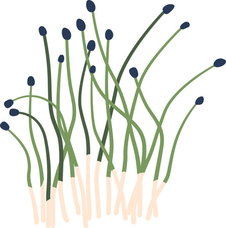 Seaweed natural element vector illustrationのイラスト素材