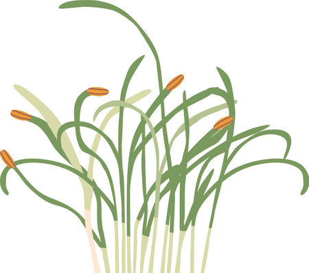Rice green plan vector illustrationのイラスト素材