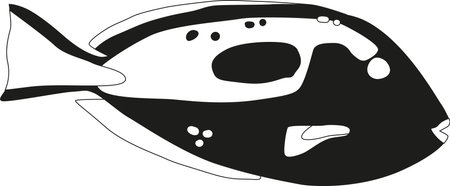 Exotic aquarium fish black-and-white vector illustrationのイラスト素材