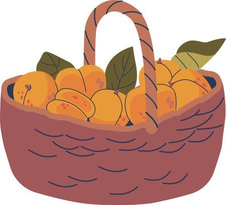 Apricot harvest in wicker basketのイラスト素材