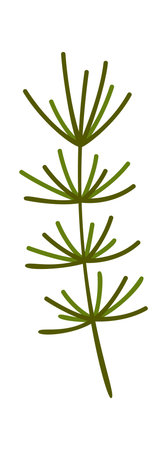 Evergreen conifer tree branch decorationのイラスト素材