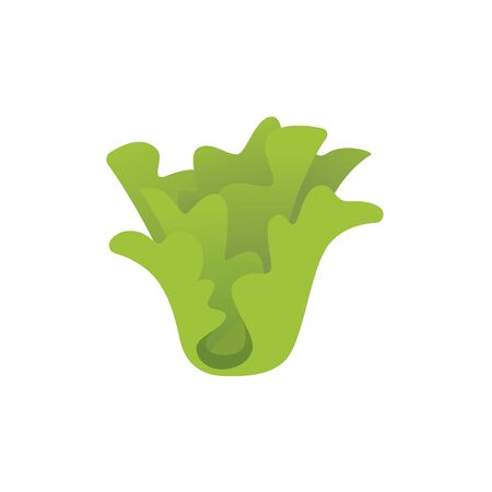 Lettuce vegetable on white background. Vector illustration in trendy flat style.のイラスト素材