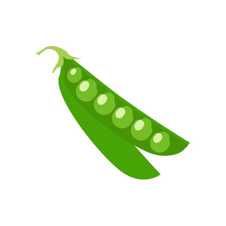 Peeled Green pea on white background. Vector Illustration.のイラスト素材