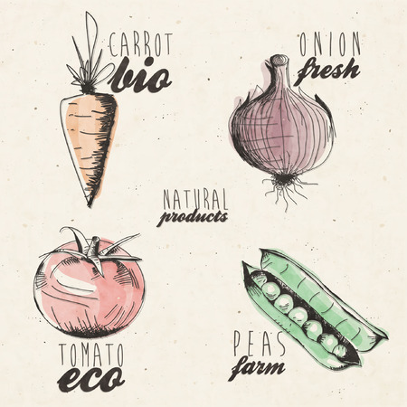 Hand drawn vegetables illustration. Retro vintage style vegetables collection. Typographic signals and symbols for vegetables design. Hand lettering.のイラスト素材
